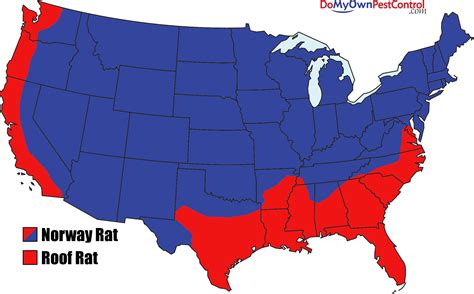 norway rat distribution